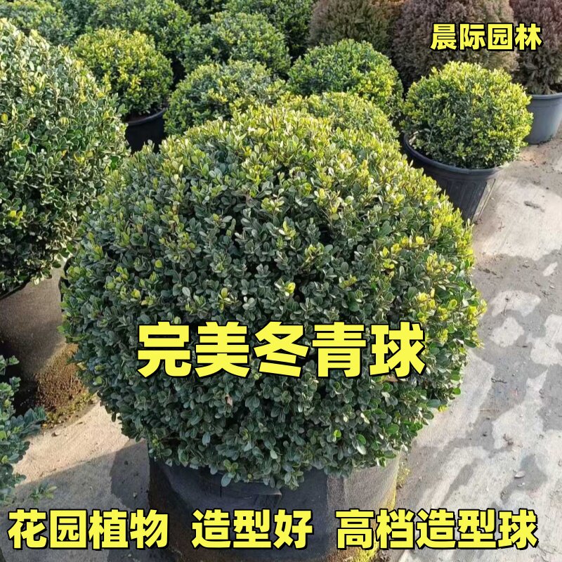 完美冬青球先令庭院别墅花园地栽绿篱常绿植物耐寒耐旱好养花卉