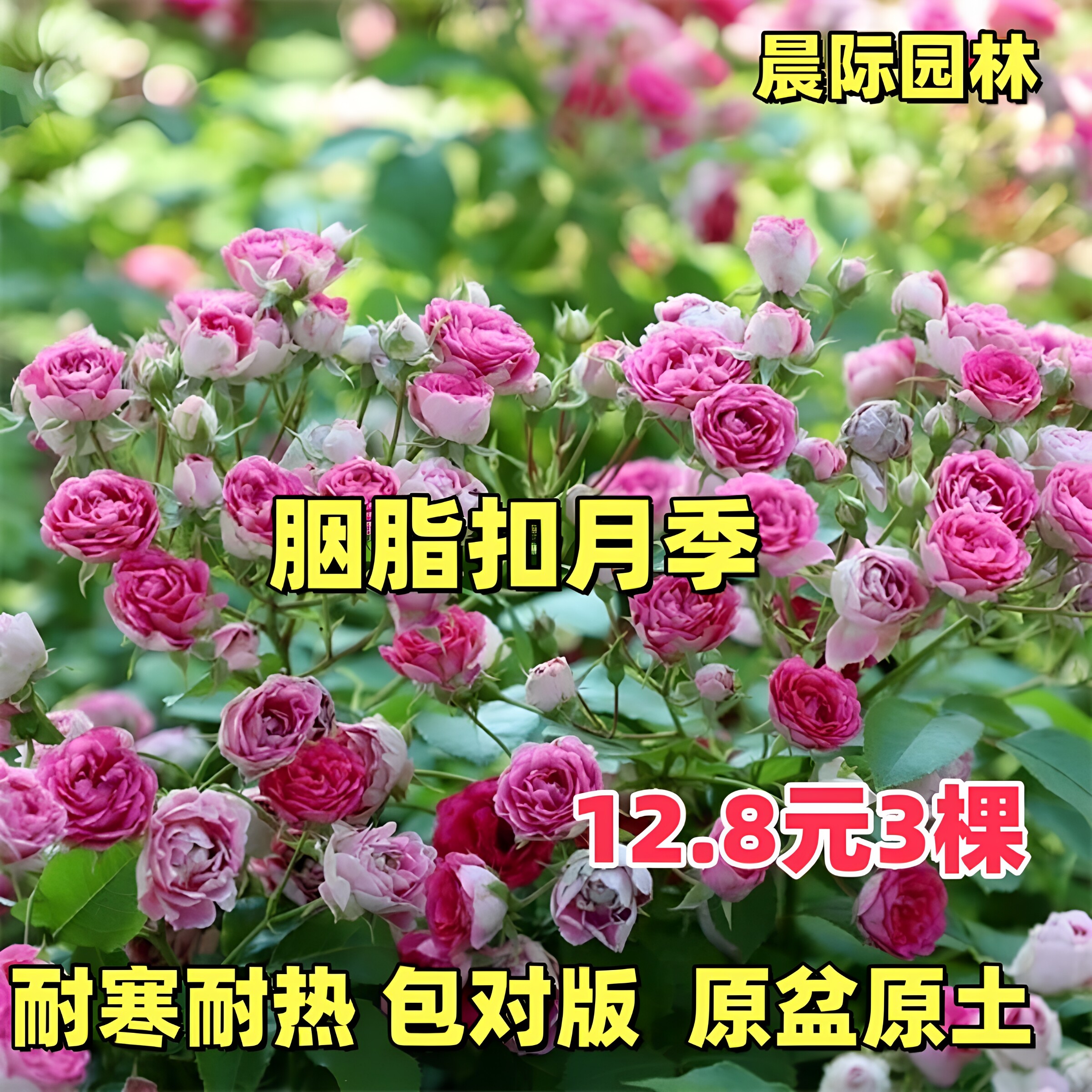 藤本 胭脂扣月季花苗 爬藤攀援勤花多头阳台庭院盆栽植物玫瑰花卉