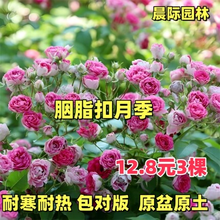 藤本 胭脂扣月季花苗 爬藤攀援勤花多头阳台庭院盆栽植物玫瑰花卉