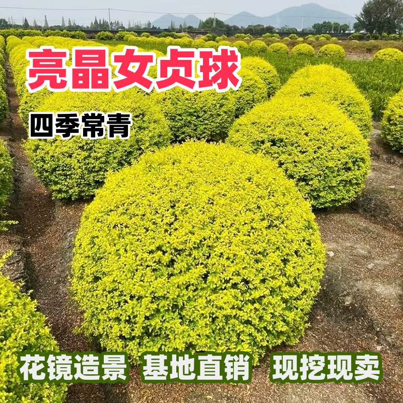 亮晶女贞树苗四季常青花镜植物庭院绿篱色块绿化小叶金叶女贞小苗