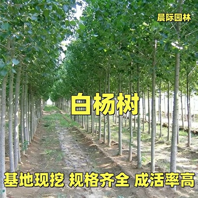 白杨树苗 白杨树 杨树苗 速生杨 河提护坡植树造林占地苗工程苗木
