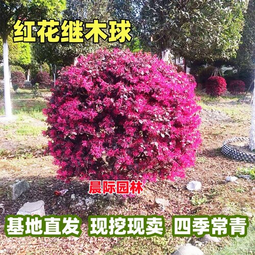 红花继木球红叶石楠球树苗冬青黄杨金森女贞海桐球庭院工程绿化苗