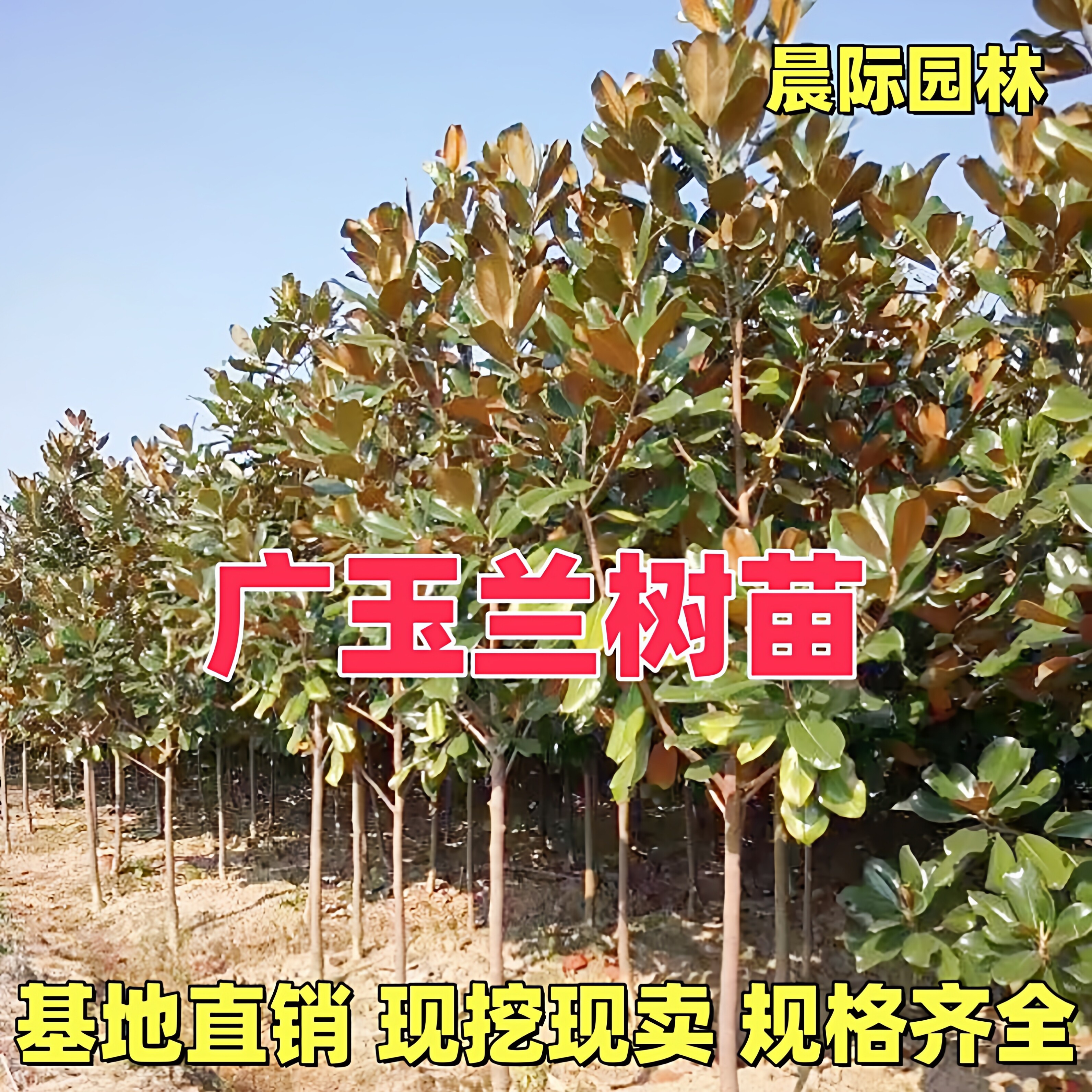 广玉兰大树苗荷花玉兰庭院耐寒盆栽四季常青行道大型绿化苗风景树