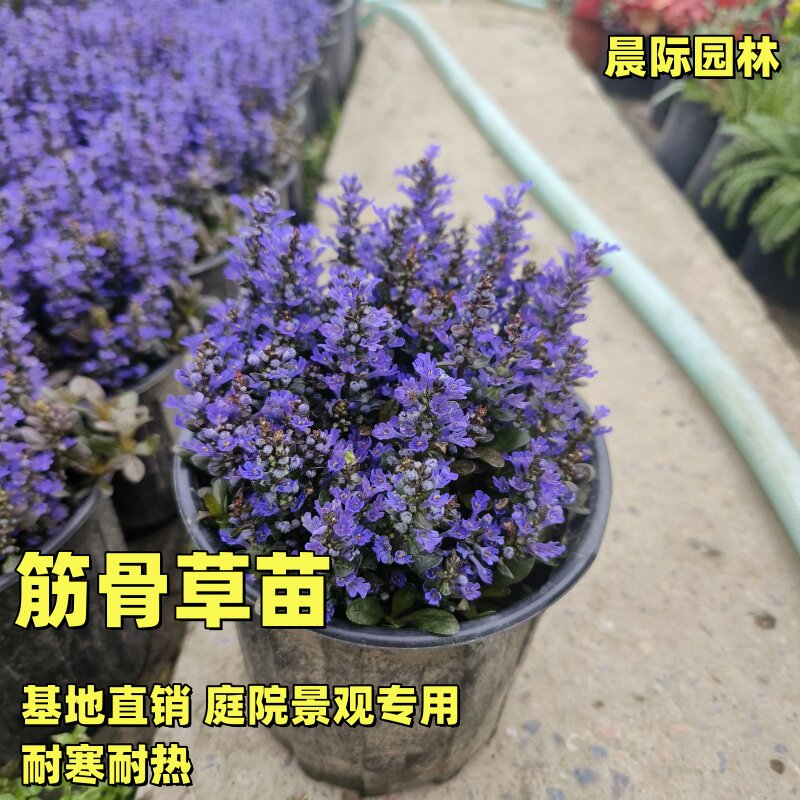 姬十二玫红筋骨草盆栽庭院花镜矮生匍匐花卉耐热耐寒宿根观叶植物