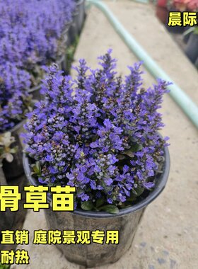 姬十二玫红筋骨草盆栽庭院花镜矮生匍匐花卉耐热耐寒宿根观叶植物
