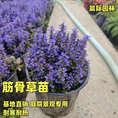 姬十二玫红筋骨草盆栽庭院花镜矮生匍匐花卉耐热耐寒宿根观叶植物