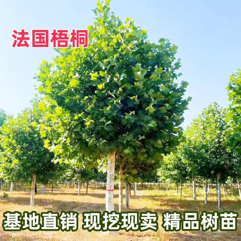 法桐树苗绿化苗木行道树苗植物花卉法桐苗法国梧桐树苗速生法桐