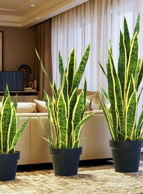 仿真植物金边虎皮兰落地绿植盆景家居室内装饰北欧大型假盆栽摆件