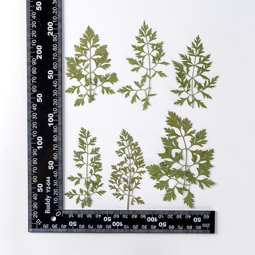 阿米芹叶 diy真花材料包植物标本干花押花书签 脸部装饰干花XZ61