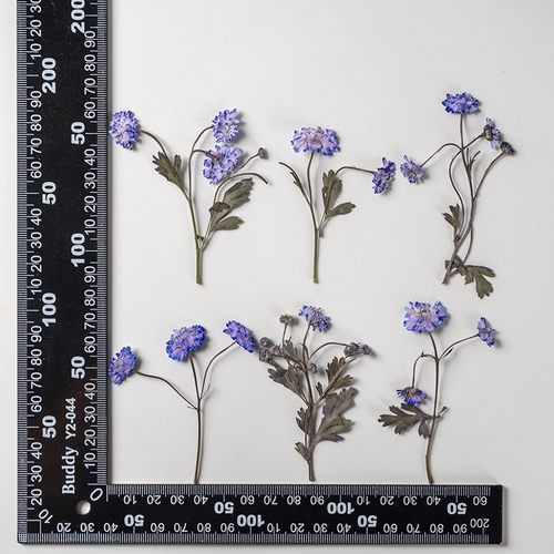 重瓣洋甘菊 押花压花植物标本滴胶手机壳diy材料壓花干花真花XZ92