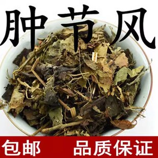 材 肿节风 九节茶、九节风、接骨莲、草珊瑚真货