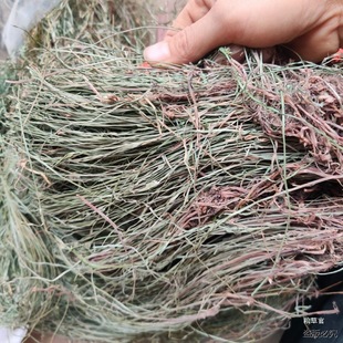 新货 一箭球  水蜈蚣草 金钮草 寒气草 三荚草500克包好货真