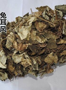 热卖兔儿风草 杏香兔儿风 金边兔耳风草 一柱香 包邮好货真真货