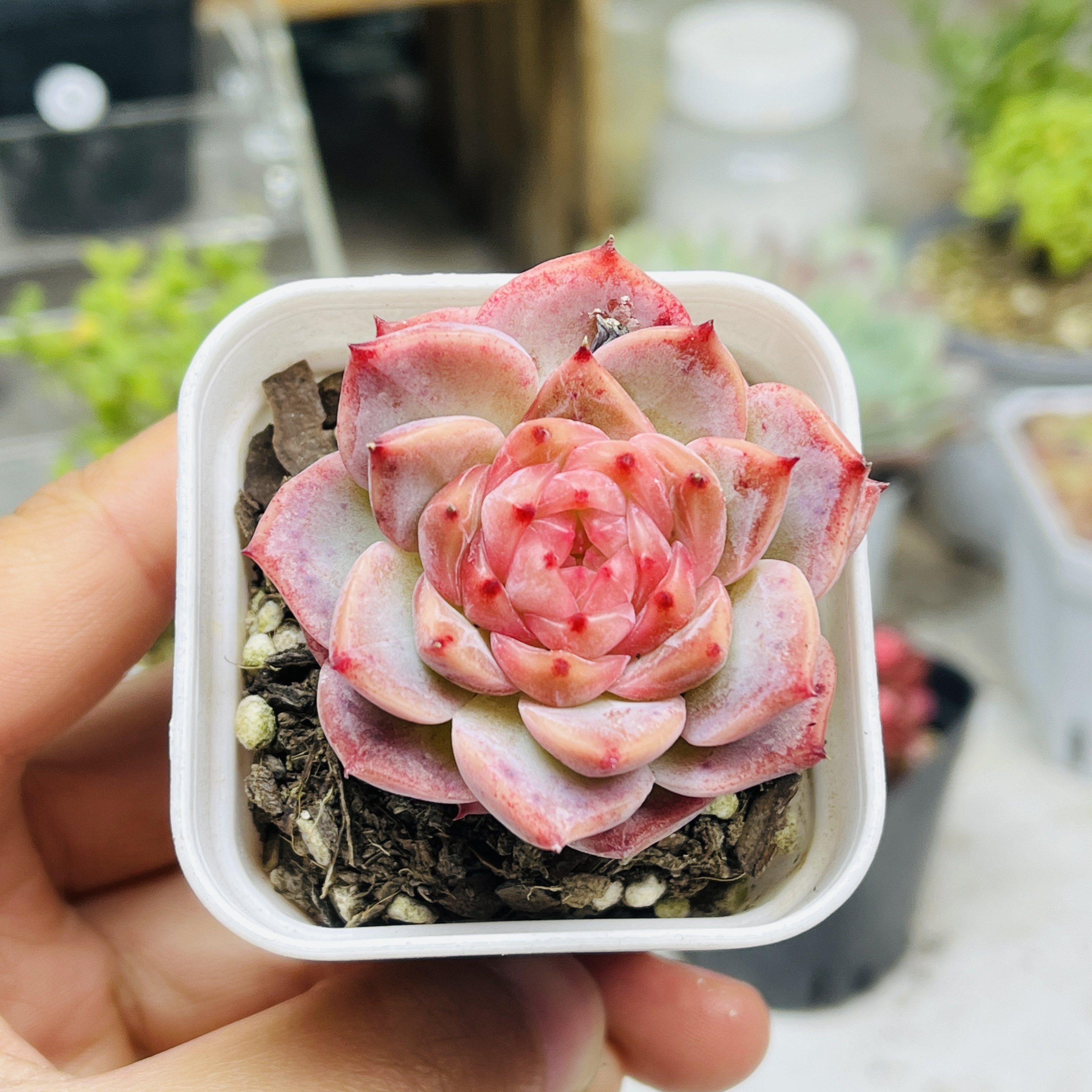 冻唇蜜4厘米左右冠幅多肉植物桌面盆栽新手好养活办公室阳台,鲜花速递/花卉仿真/绿植园艺,多肉植物,淘宝优惠券,粉丝福利购,淘宝优惠卷