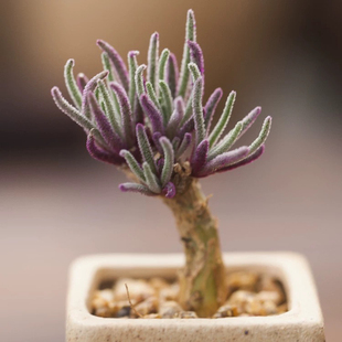 天赐块根多肉番杏科植物 Phyllobolusresurgens 多肉奇趣小苗