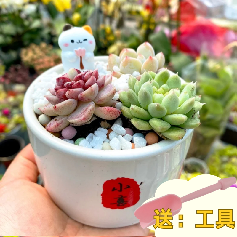 多肉植物组合盆栽套餐多肉DIY微景观材料包含盆含土室内绿植包邮