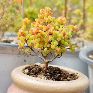 11.11狂欢枝干番杏蜜桔糖球玉米荧光兔红宝石多肉植物迷你糖果色