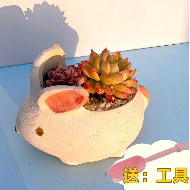 多肉植物组合盆栽套餐多肉DIY微景观材料包含盆含土室内绿植包邮
