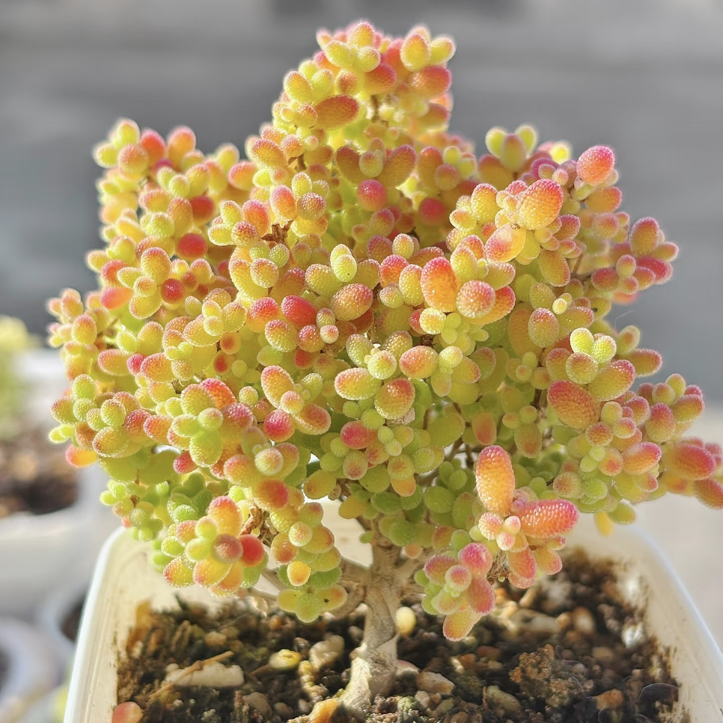 糖球枝干番杏多肉蜜橘糖球新店福利开播全场9.9包邮发货新手好养