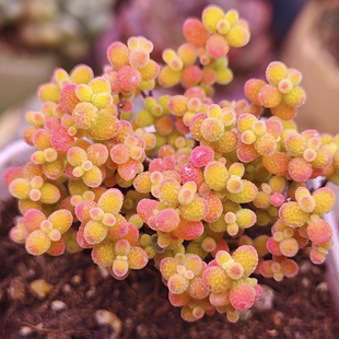 冰晶米粒糖果多肉糖球枝干番杏多肉植物室内稀有花卉小盆栽好养活