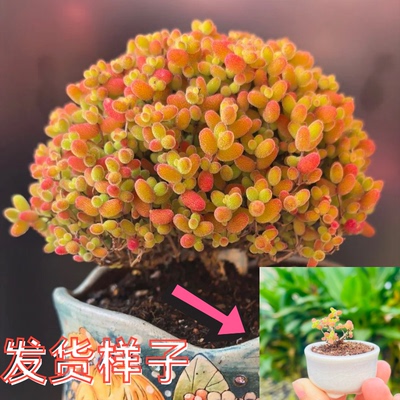 糖球枝干番杏蜜橘糖球金桔蜜橘糖球糖果多肉迷你盆栽枝干番杏