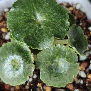 玉杯小酒杯小雨伞肚脐景天稀有青锁龙属进口块根网红多肉植物