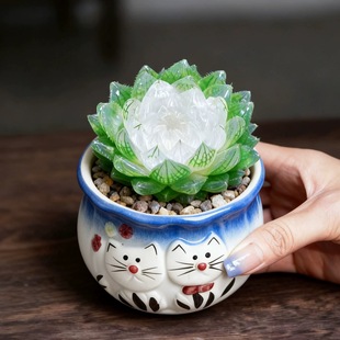 宝莲灯玉露高级稀有精品多肉植物办公室桌面盆栽花卉白莲花