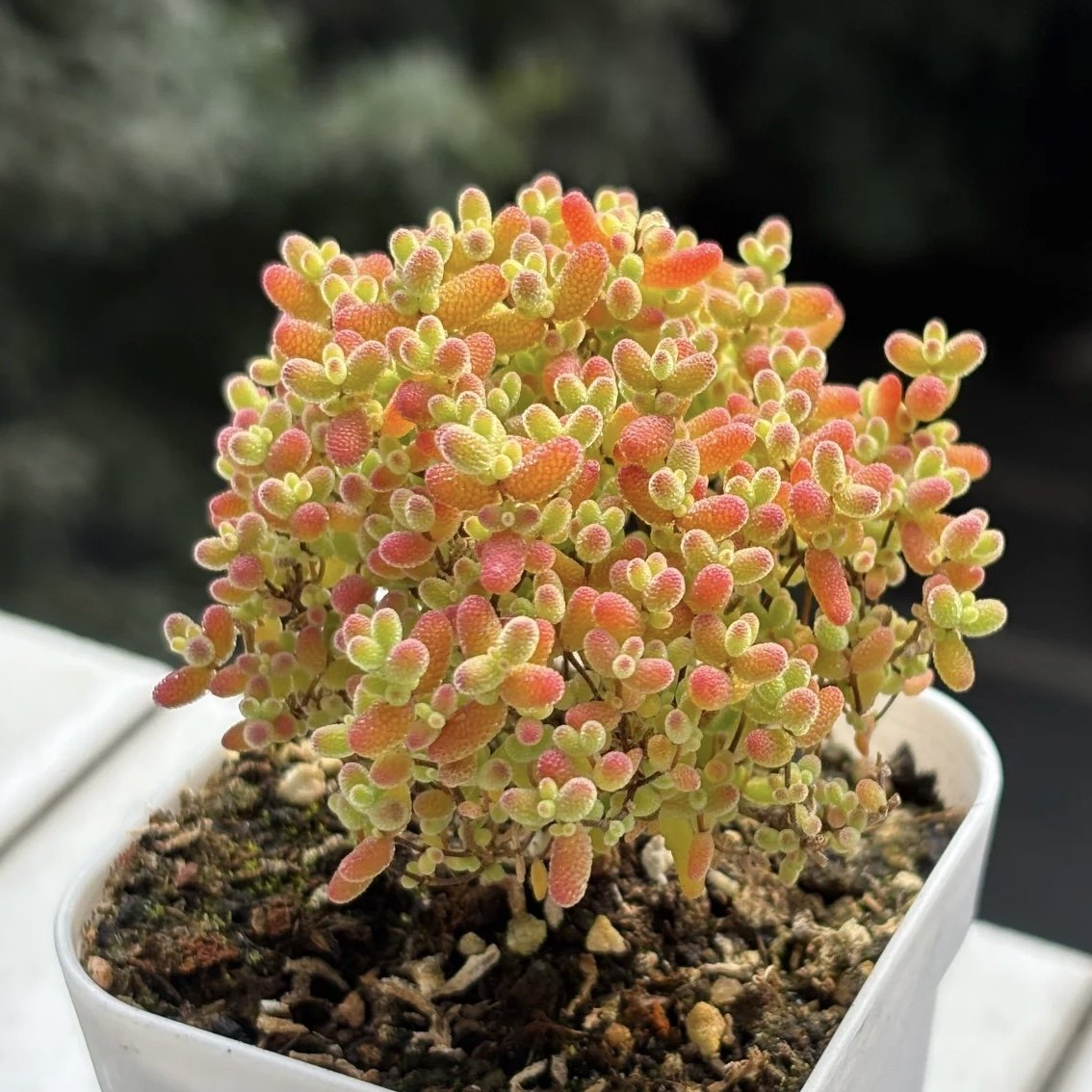 多肉植物蜜橘糖球新手好养枝干番杏可爱糖豆新款叶圆多肉绿植好养