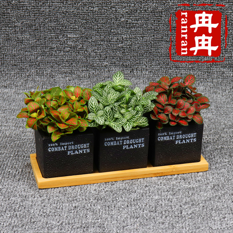 网纹草盆栽植物室内办公桌面绿植观叶植物花卉盆栽防辐射四季常青