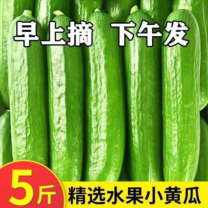 水果黄瓜新鲜生吃现摘无刺小黄瓜无刺青黄瓜清脆爽口凉拌蔬菜批发-封面