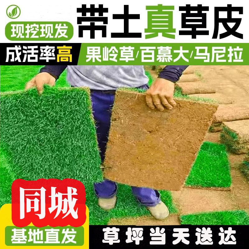 全国宁波同城带土真草坪马尼拉果岭草百慕大草皮别墅花园草坪绿化