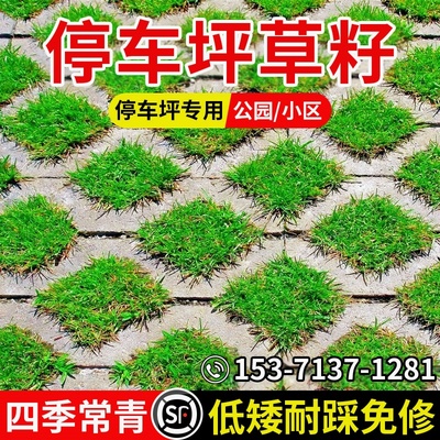 停车场草籽护坡砖格种子