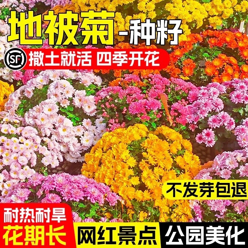 地被菊花种子玛格丽特花种籽图片