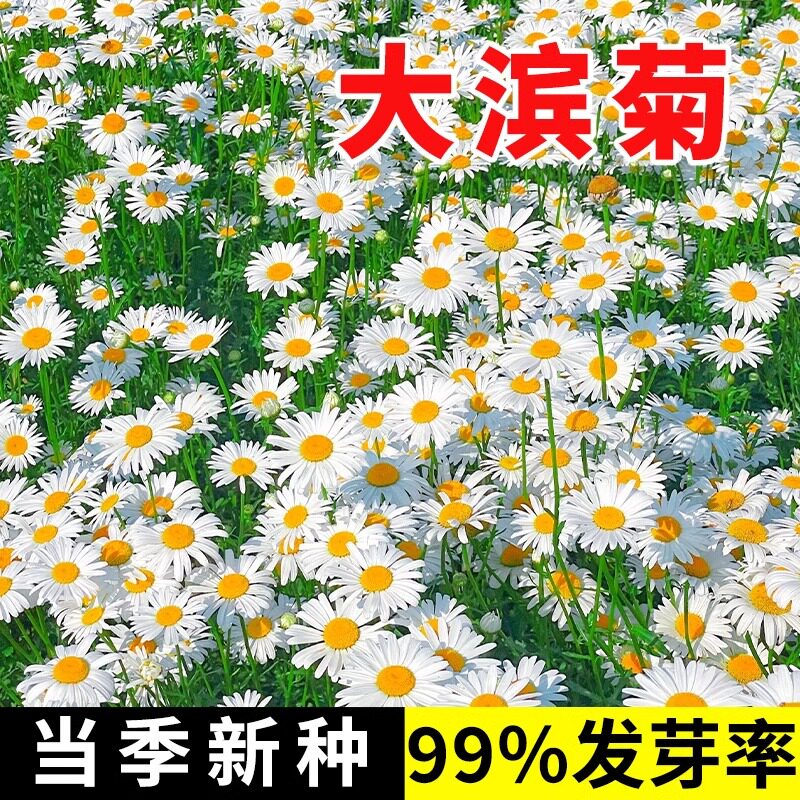多年生耐寒宿根花卉大滨菊种子洋甘菊花籽种一次每年开花芳香驱蚊