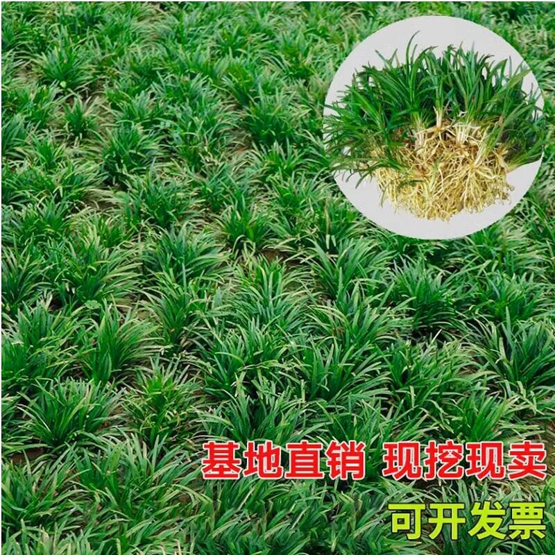 四季常青麦冬苗日本苗图片