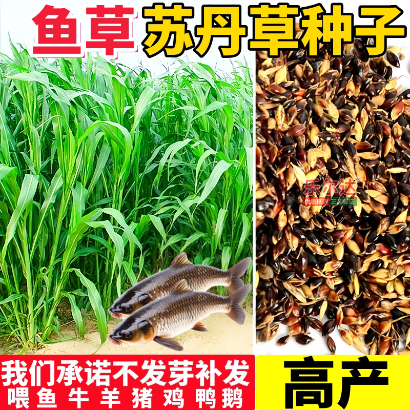 鱼草草籽苏丹草牧草种籽玉米草黑麦草四季多年生养殖动物菊苣种子