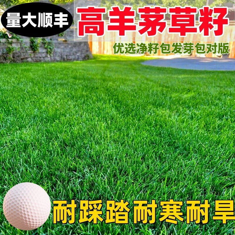 进口高羊茅草籽草坪种子四季青护坡子绿化公园黑麦草早熟禾种籽子