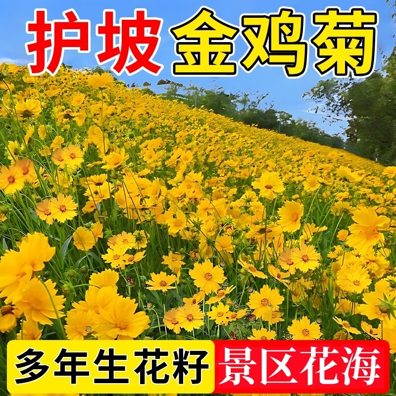 多年生宿根金鸡菊花籽景观四季播种开花百日草波斯菊野花花种子籽