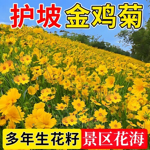 大花金鸡菊宿根多年生花卉花籽