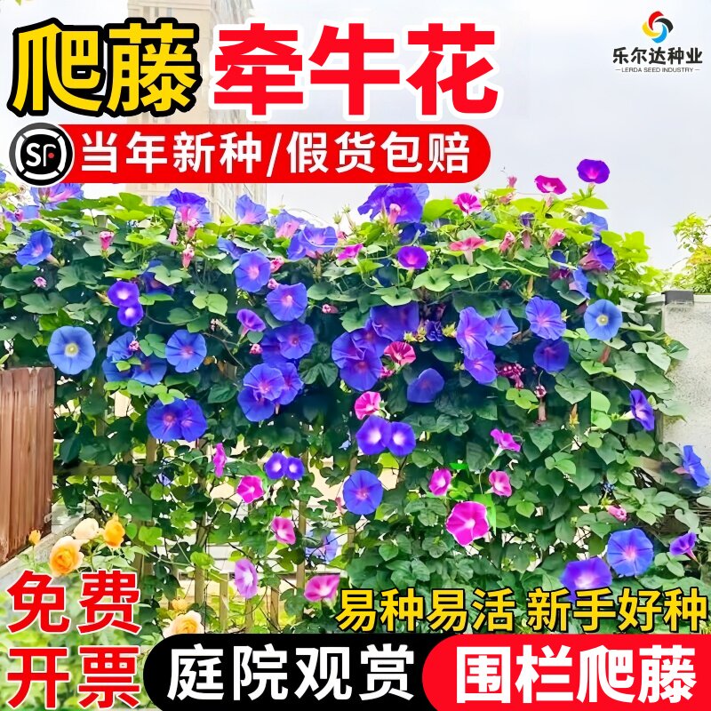 牵牛花种子喇叭花室外爬藤爬墙花卉种籽四季播种开花庭院花种籽孑