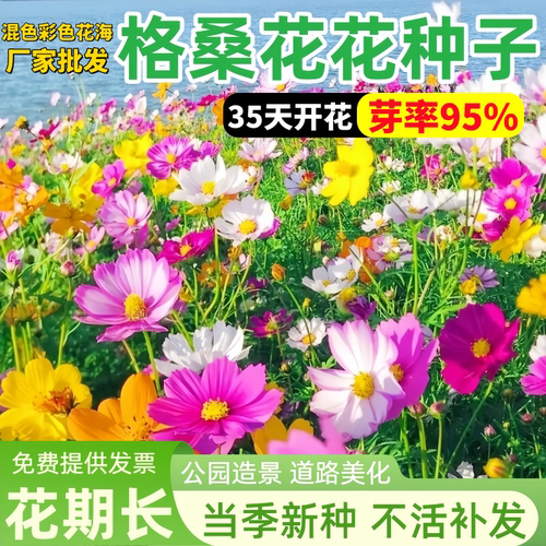 七彩格桑花种子籽四季播种