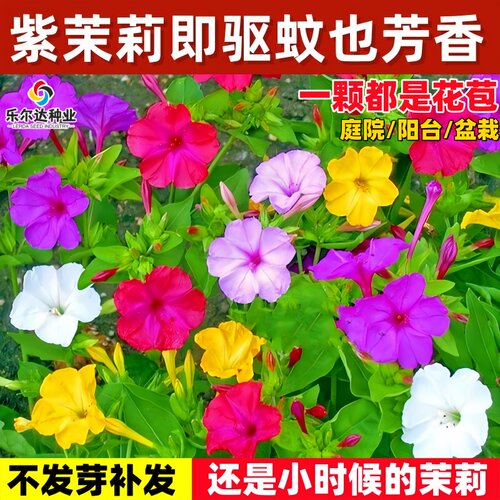 花种籽花卉种子花种籽四季