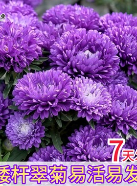 紫色翠菊花籽芍药花型四季播种包开花矮杆重瓣大花翠菊种子盆栽籽