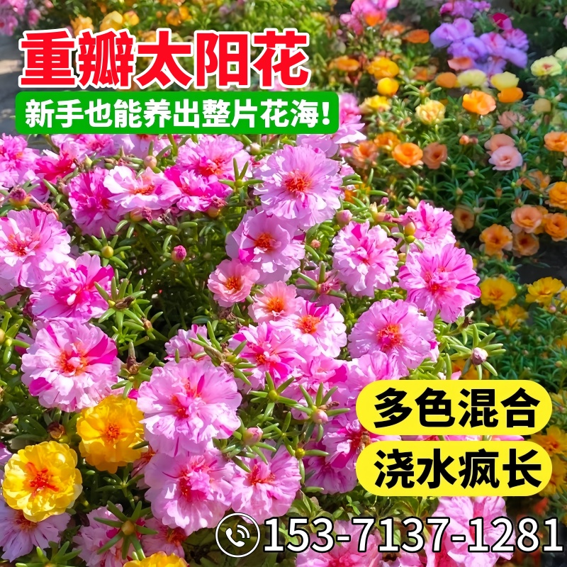 重瓣太阳花室外四季易活盆栽
