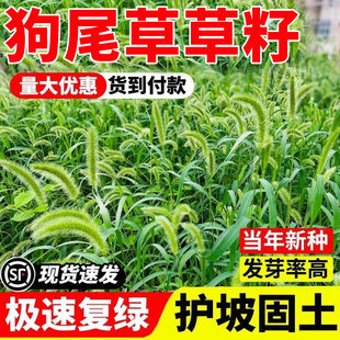 狗尾巴草籽子矿山复绿野草种子四季播种耐旱绿化草坪护坡草种子孑