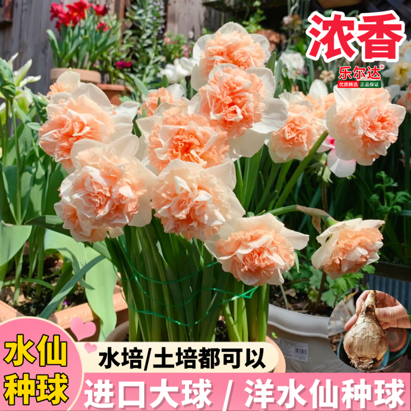 进口重瓣洋水仙种球四季开花