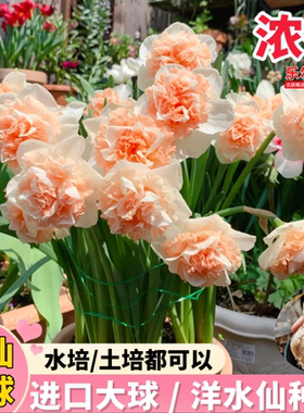 进口重瓣洋水仙种球花园四季开花盆栽植物室内外花耐寒花卉种籽子