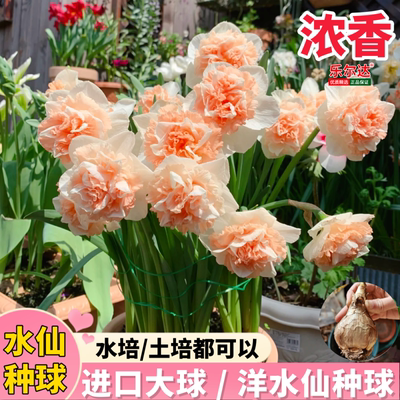 进口重瓣洋水仙种球四季开花