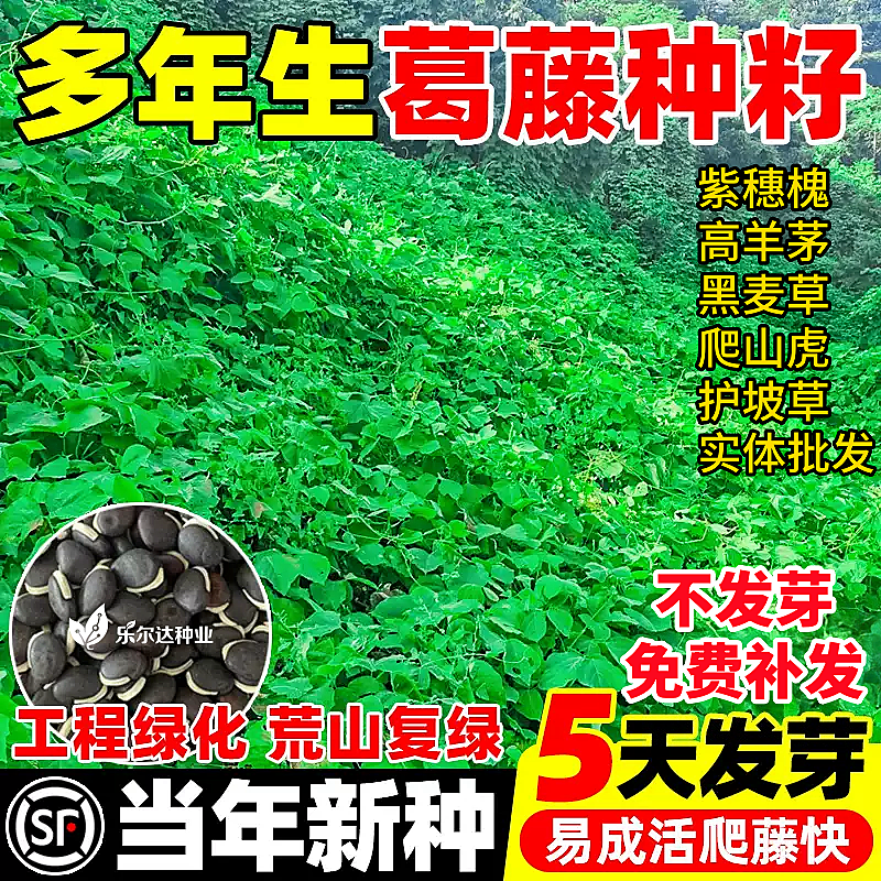 葛藤种子护坡灌木耐盐耐碱矿山复绿工程生态修复固土爬藤植物草籽