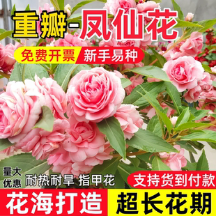 重瓣凤仙花种子四季播种开花庭院阳台盆栽花卉种籽茶花染指甲花籽